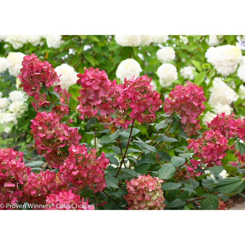 PROVEN WINNERS 1 Gal. Fire Light Hardy Hydrangea (Paniculata) Live Shrub White to Pink and Red Flowers HYDPRC1096101