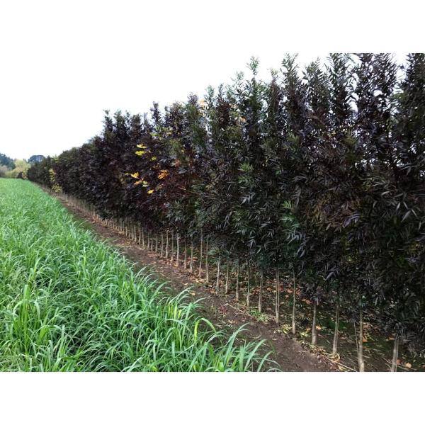 Online Orchards 3 ft. - 4 ft. Purple Autumn Ash Tree Bare Root SHRM003