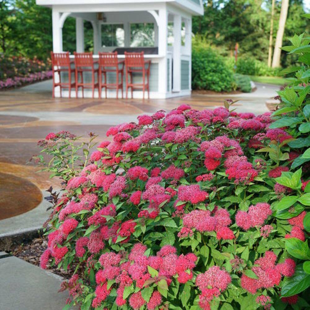 PROVEN WINNERS 2 Gal. Double Play Doozie Spirea Flowering Live Shrub with Deep Red Flowers PWSPA2DPY1PK