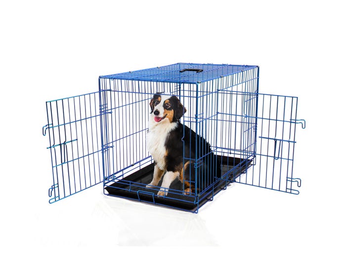 Pet Expressions Colored Metal Wire Dog Crate， 36