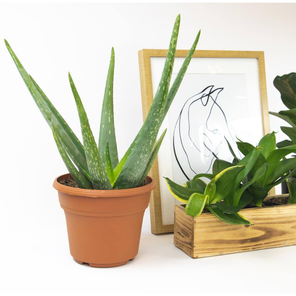 ALTMAN PLANTS 6 in. Single Aloe Vera in Panterra Clay Deco Pot 0872602