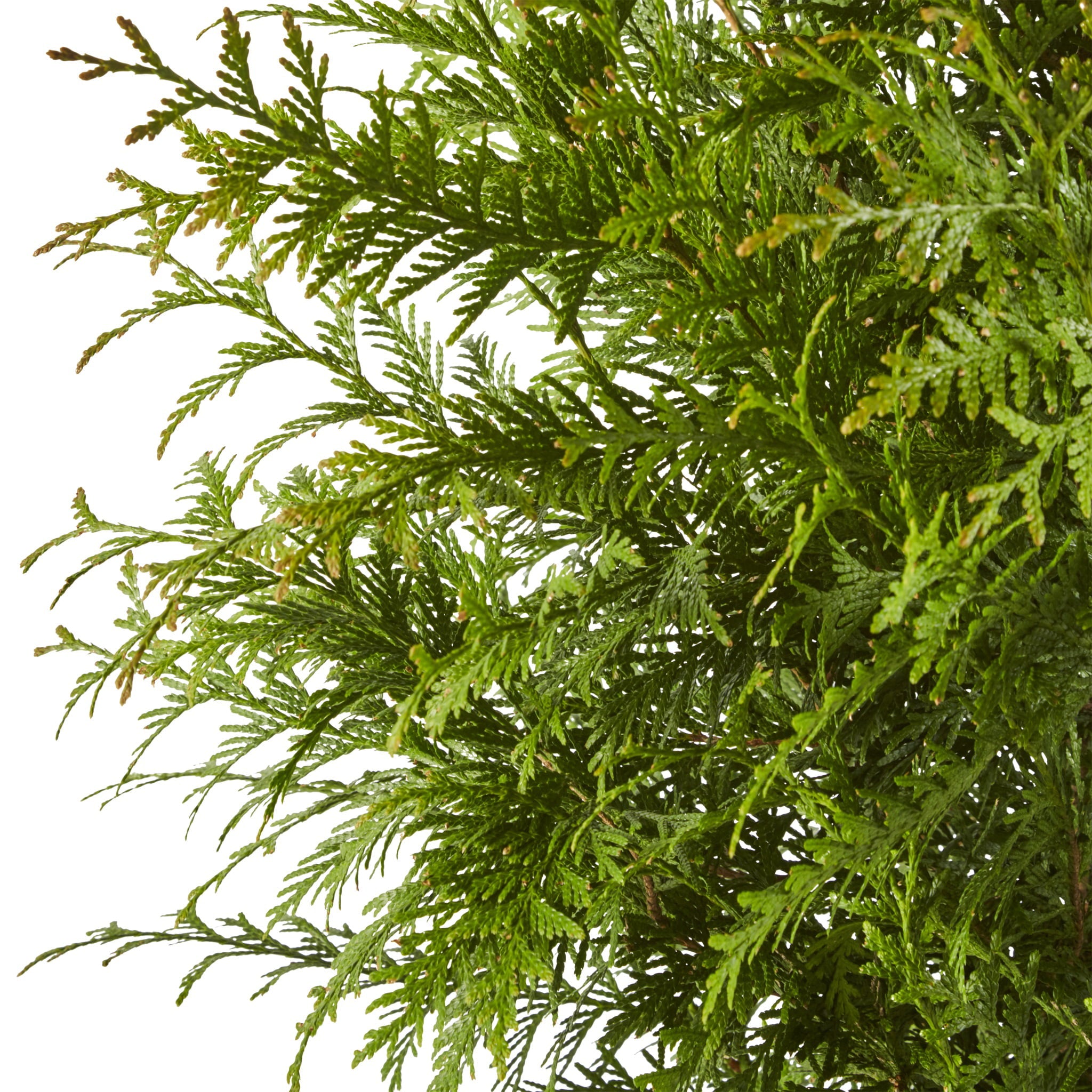 Green Giant Arborvitae Shrub 2.25 Gallon