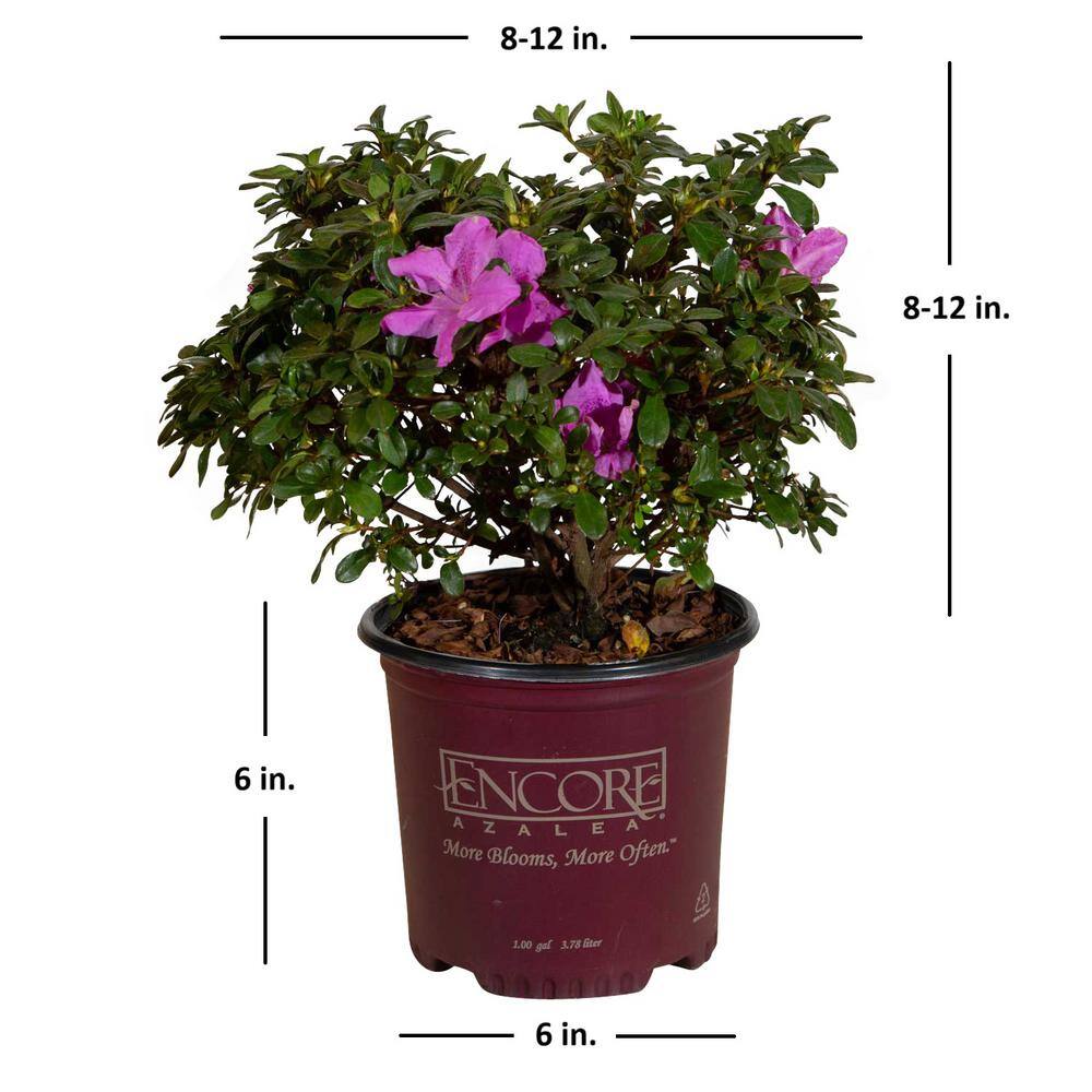 ENCORE AZALEA 1 Gal. Autumn Lilac Encore Azalea Shrub with Lavender Purple Reblooming Flowers 80331