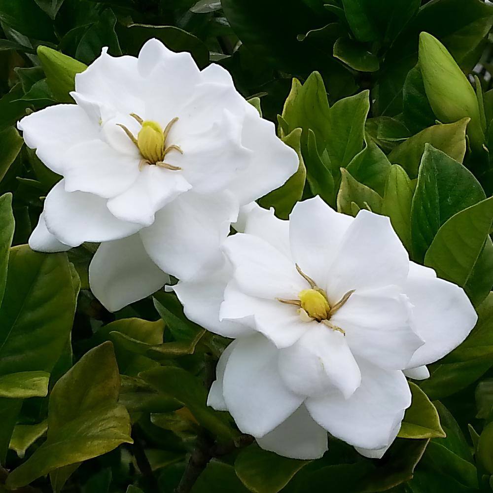 national PLANT NETWORK 2.5 qt. Gardenia August Beauty Flowering Shrub with White Blooms HD7124