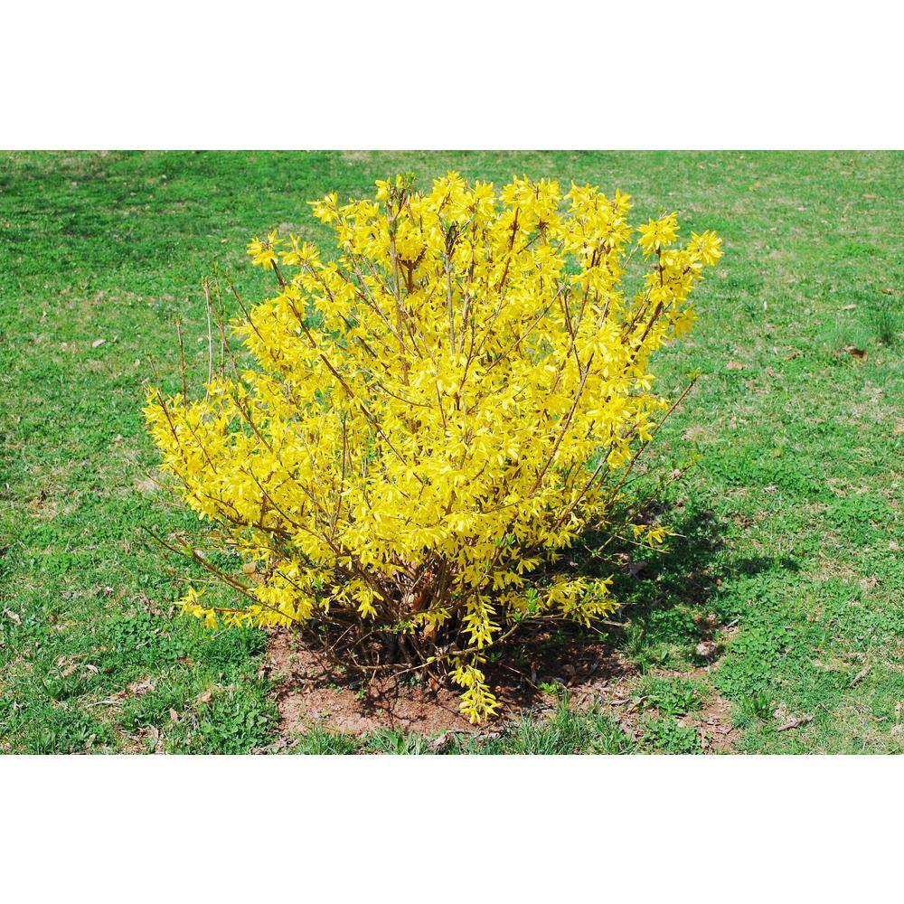 Online Orchards 1 Gal. Show Off Forsythia Shrub With Bright Honey-Yellow Flowers and Dwarfing Form SBFO002