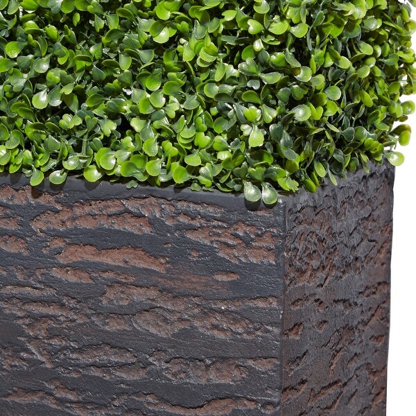 Exclusive and Utmost Beautiful Boxwood Hedge