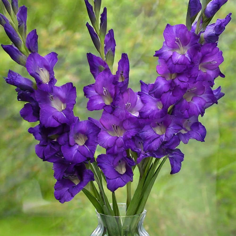 Garden State Bulb 12 cm14 cm Purple Flora Gladiolus Flower Bulbs (Bag of 60) ECS-174-60-02