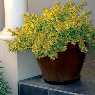 Vigoro 3 SQ Kaleidoscope Abelia Plant with Chameleon-Like Foliage that Blooms White Flowers 10007