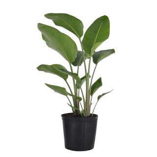 United Nursery White Bird of Paradise Live Indoor Strelitzia Nicolai Plant Shipped in 9.25 inch Grower Pot 23522