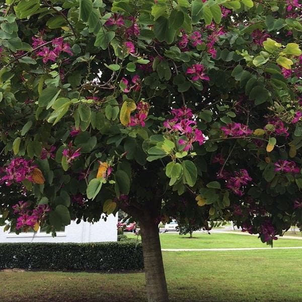 Bauhinia Purpurea, Purple Orchid Tree - 0.5 kg Seeds