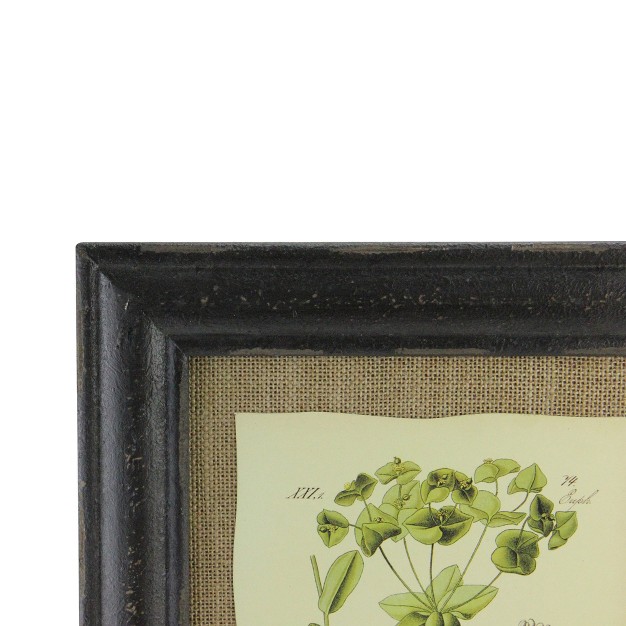 Botanic Beauty Decorative Euphorbia Angulata Print With Burlap Accent Framed Wall Art