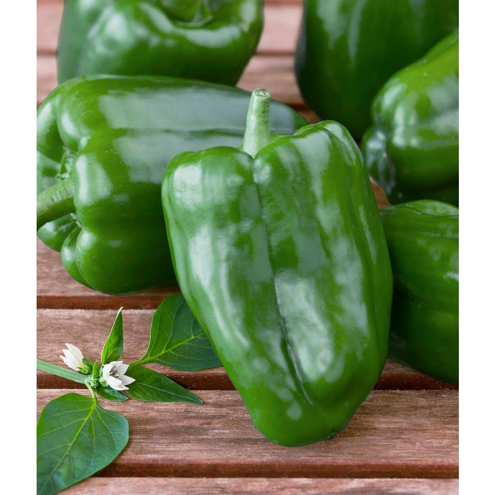 Bonnie Plants 2.32 qt. Green Bell Sweet Pepper Plant 2100