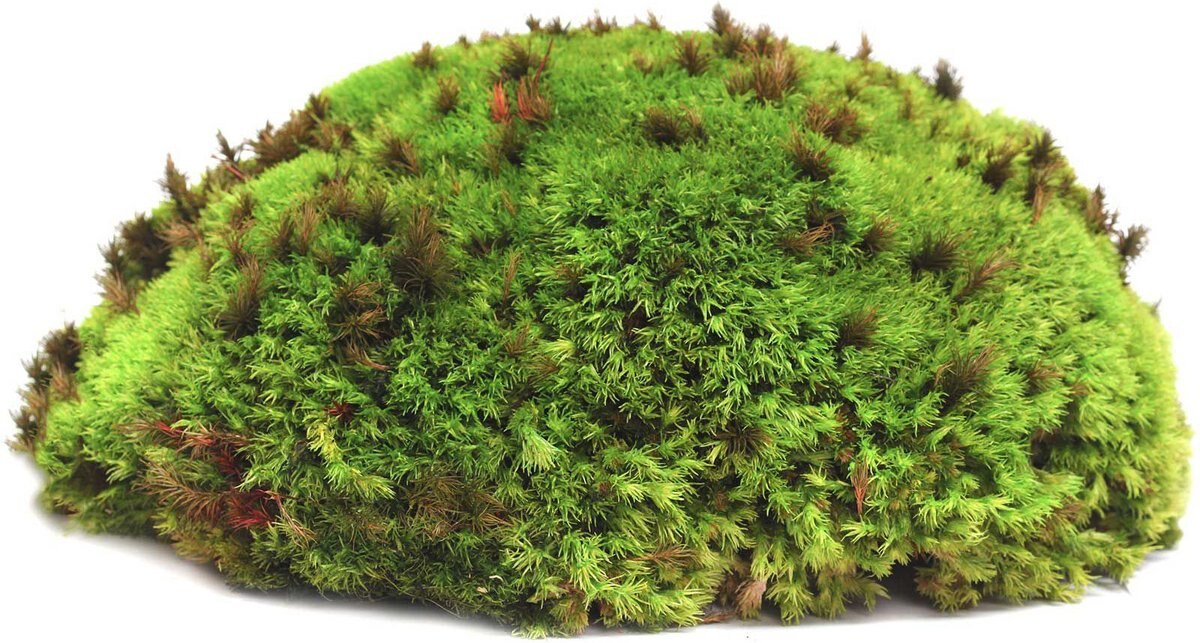 Galapagos Royal Pillow Moss Reptile and Amphibian Terrarium Moss， Fresh Green