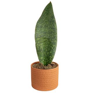 Costa Farms Whalefin Sansevieria Snake Plant in 6 in. Decor Planter Avg. Shipping Height 11 in. to 23 in. M-WSS-P-STO-01