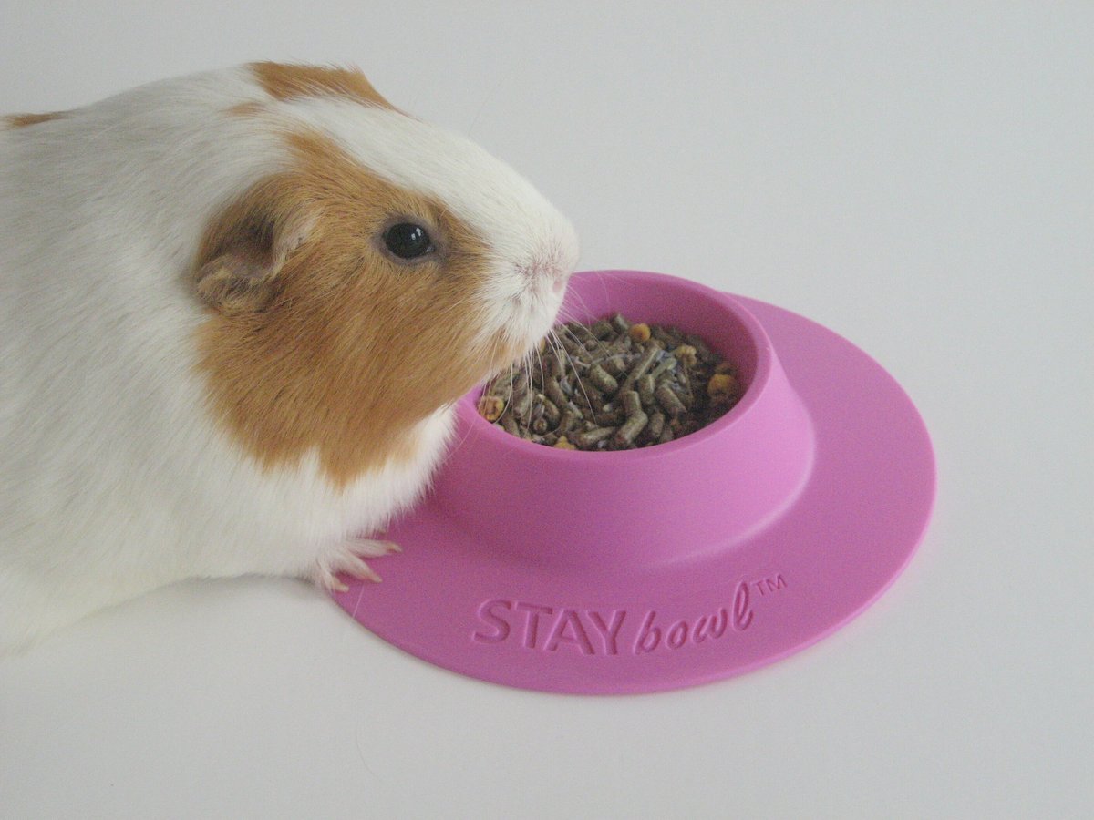 Wheeky Pets STAYbowl Small Pet Tip-Proof Bowl