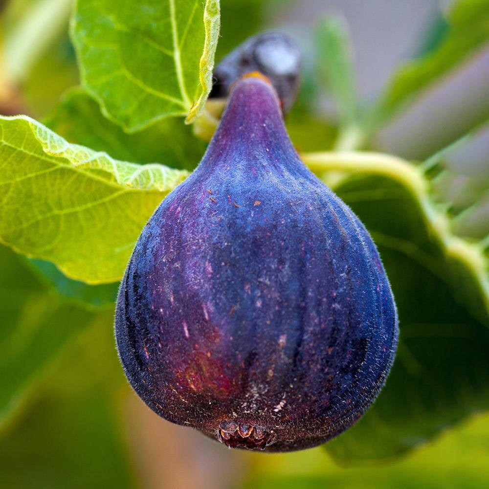 7 Gal. LSU Purple Fig Tree FIGPUR07G