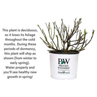 PROVEN WINNERS 2 Gal. Spilled Wine Weigela Shrub with Bright Pink Flowers and Deep Purple Foliage 14716