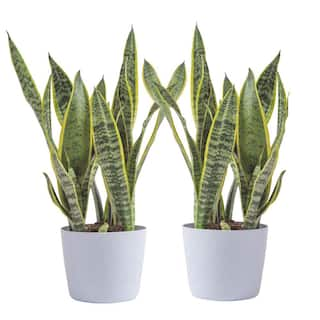 Vigoro Grower's Choice Sansevieria Indoor Snake Plant in 6 in. White Decor Pot Average Shipping Height 1-2 ft. (2-Pack) CO.SL07.3.VI.WH