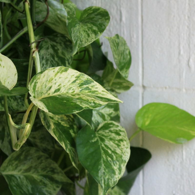 Epipremnum， Marble Queen Pothos Plant