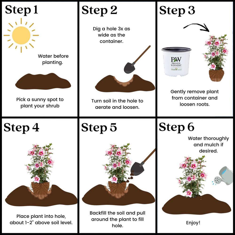 PROVEN WINNERS 2 Gal. Paraplu Pink Ink Rose of Sharon (Hibiscus) Shrub with White and Pink Flowers 16612