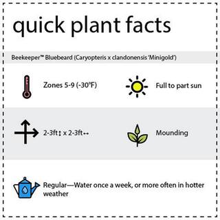 BLOOMIN' EASY 2 Gal. Beekeeper Bluebeard (Caryopteris) Live Shrub Blue Flowers DGCY4893