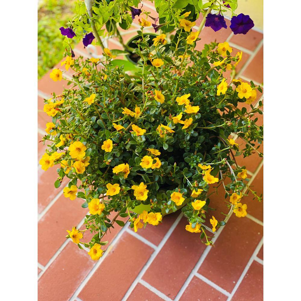 Vigoro 1.8 Gal. Purslane Plant Yellow Flowers in 11 In. Hanging Basket DC11HBPURSYEL