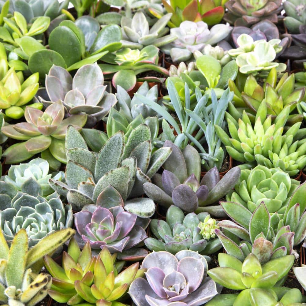 SMART PLANET 2 in. Assorted Mini Succulent (20-Pack) 0881145