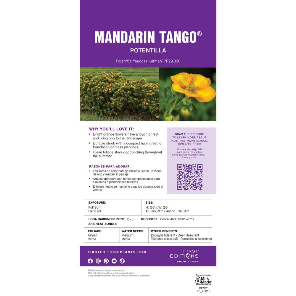 FIRST EDITIONS 2 Gal. Mandarin Tango Potentilla Live Shrub with Orange Flowers 61482F