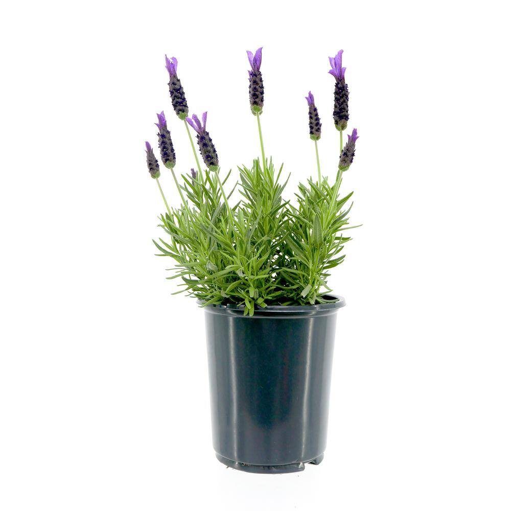 2.5 qt. Perennial Lavender stoechas Spanish Purple (4-Pack) 2206