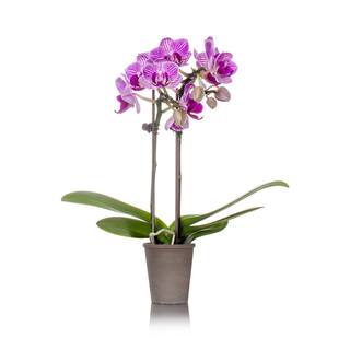 Just Add Ice Pink Mini Rustic Orchid Plant in Terra Cotta Pot 240731