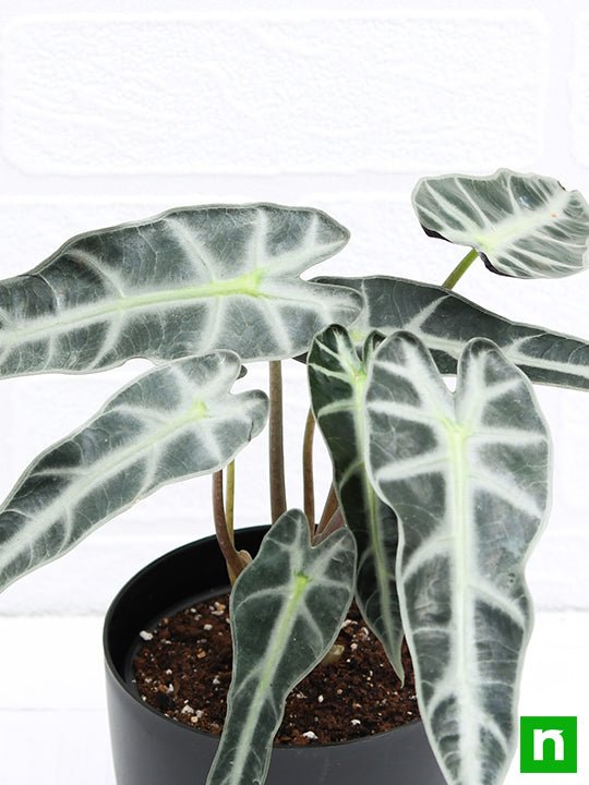 Alocasia Hybrid - Plant