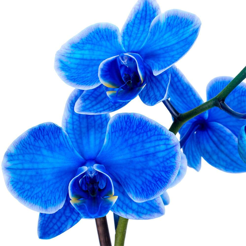 DecoBlooms 5 in. Orchid Blue in Container DB9059