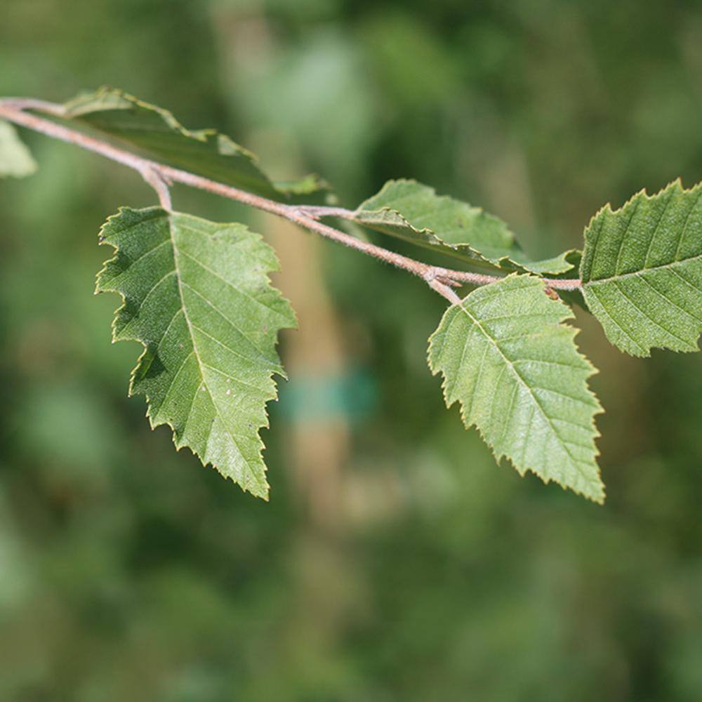 Perfect Plants 5 Gal. River Birch Tree (2-Pack) THD00420