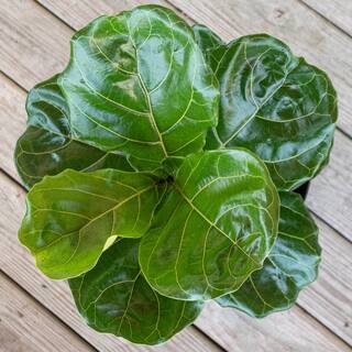 United Nursery Fiddle Leaf Fig Ficus Lyrata Live Houseplant in 9.25 inch Grower Pot 23782