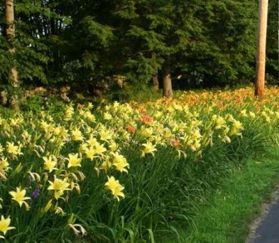 Classy Groundcovers - Hemerocallis 'Hyperion'  {25 Bare Root Plants}