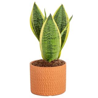 Costa Farms Grower's Choice Sansevieria Indoor Snake Plant in 4 in. Decor Pot Avg. Shipping Height 8 in. Tall CO.SN04.3.WHTMD