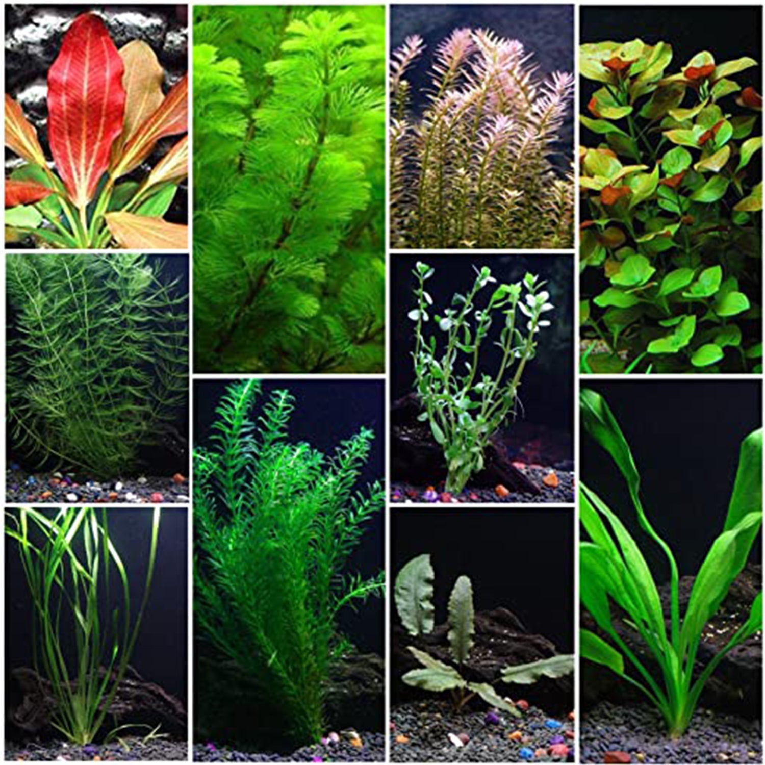 Premium Assorted Mixed Plant Bunch Live Aquarium Plants BUY2 GET1 FREE