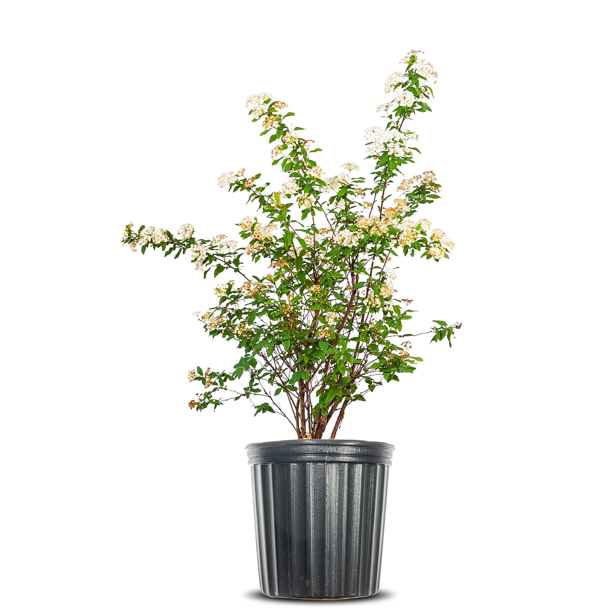 1 Gal. Bridal Wreath Spirea - Cascades of Blooms - Cold Hardy