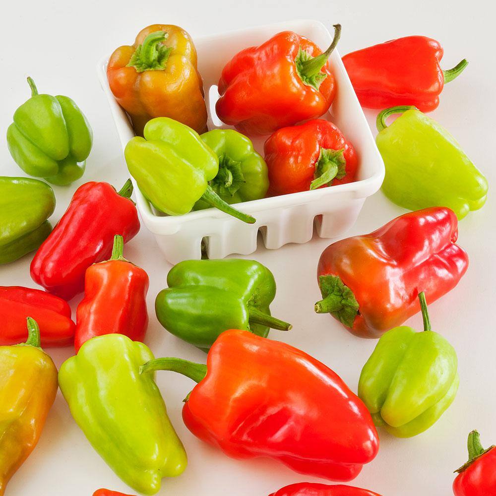 Bonnie Plants 19 oz. Cajun Belle Pepper Plant 2103