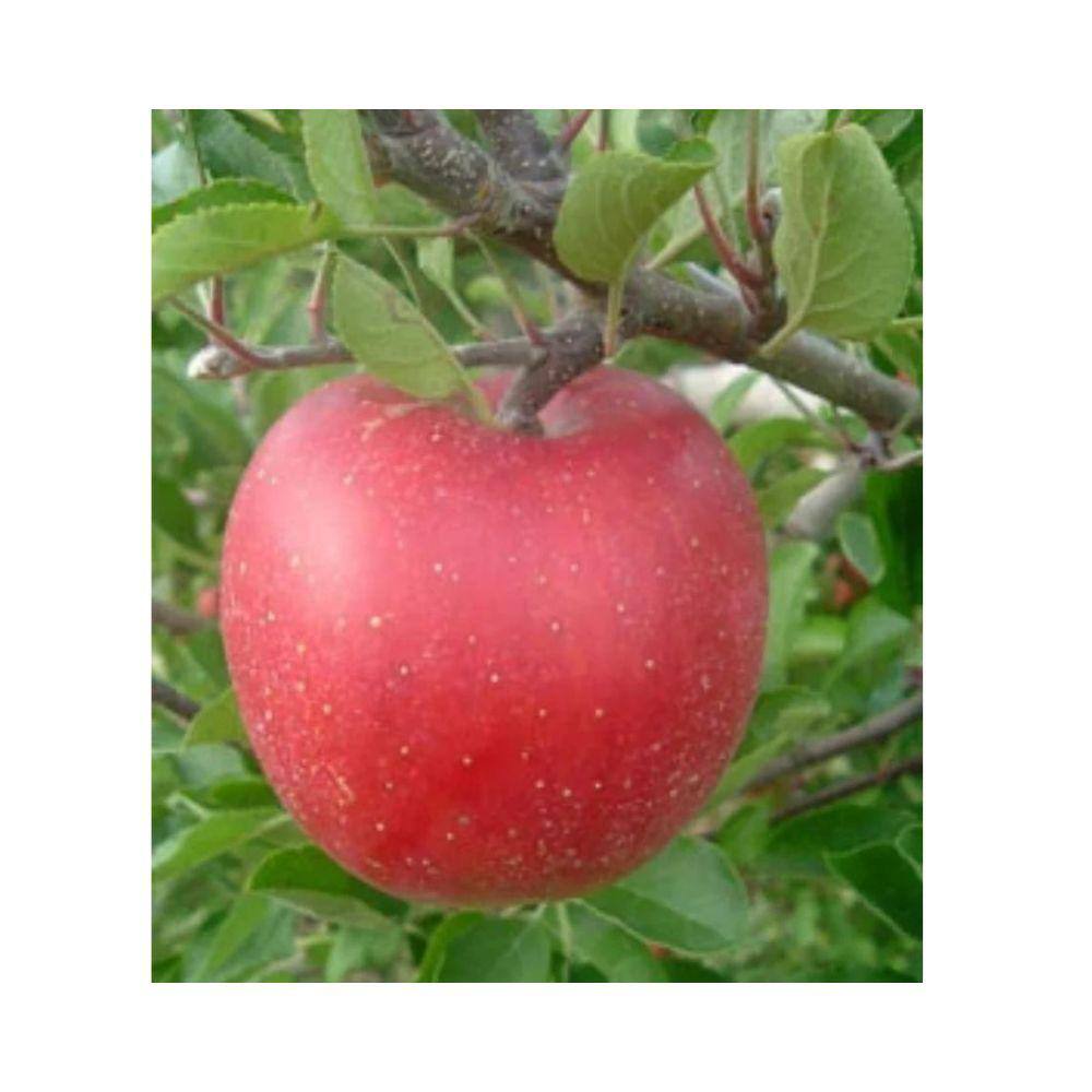 Southern Living 5 gal. Melrose Apple Tree APPMEL05GSL
