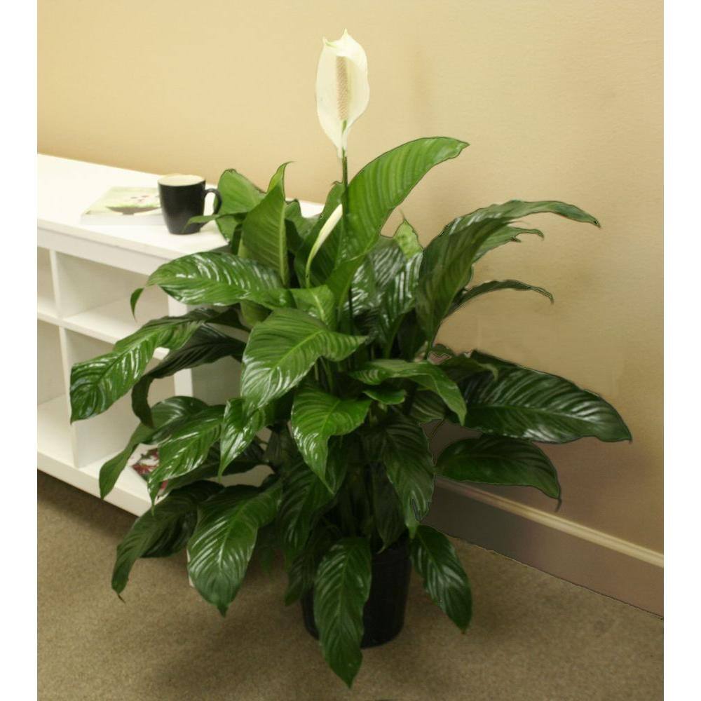 Costa Farms Spathiphyllum Peace Lily Indoor Plant in 9.25 in. White Paradise Planter Avg. Shipping Height 2-3 ft. Tall CO.3.ST10.PARWT