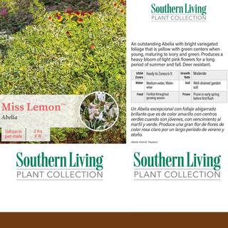 SOUTHERN LIVING 2 Gal. Miss Lemon Abelia Plant with Bright Variegated Yellow Foliage 14401
