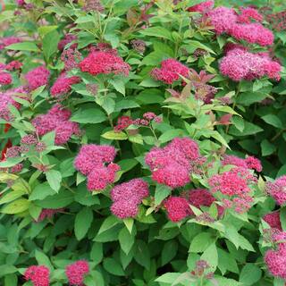 PROVEN WINNERS 2 Gal. Double Play Doozie (Spirea) Live Shrub with Pink Flowers 14737