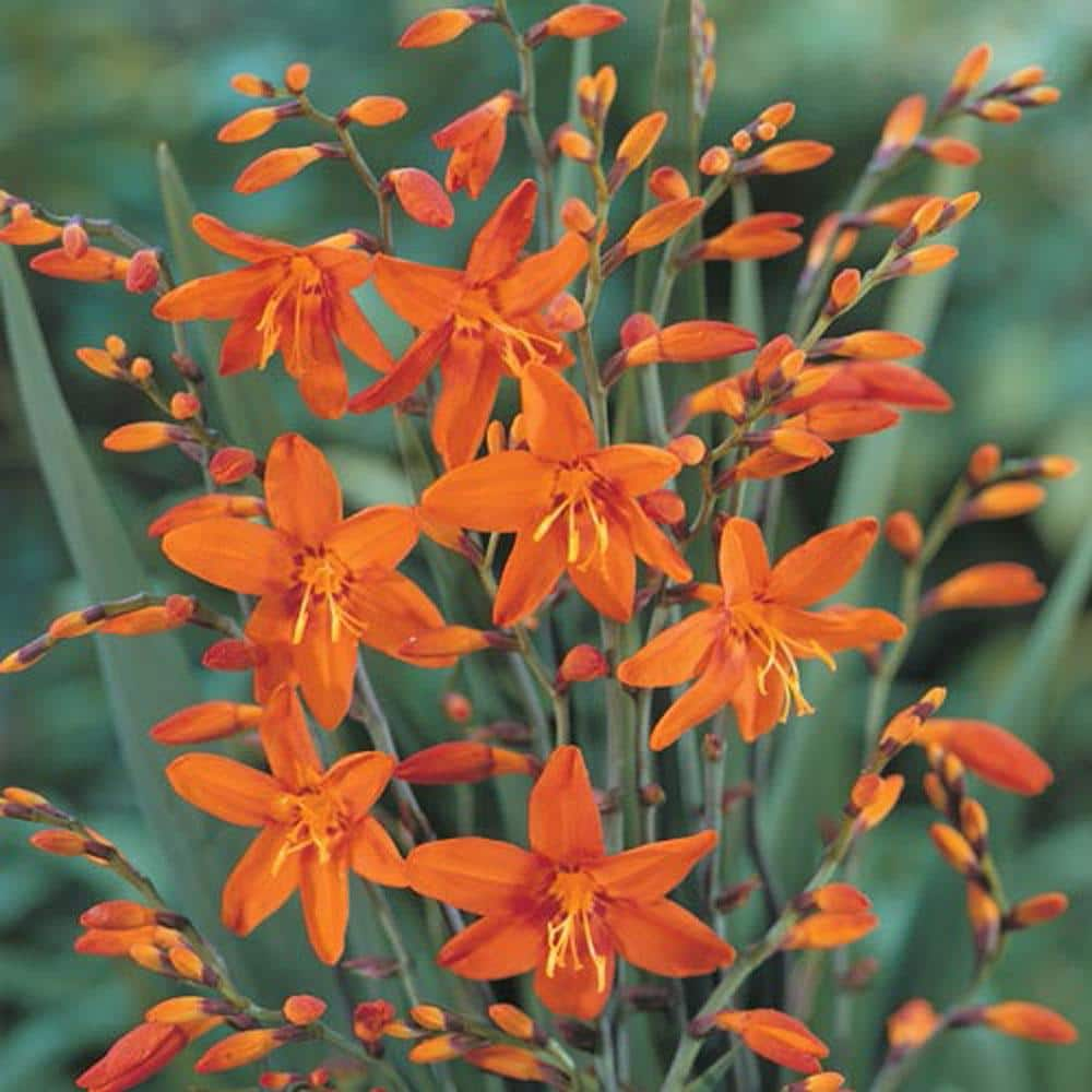 Van Bourgondien Crocosmia Masoniorum Summer Flowering Bulb Mixture (25-Pack) 90300