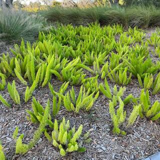 OnlinePlantCenter 3 Gal. Foxtail Fern (Asparagus) Plant in 10 in. Black Nursery Pot FERN0022G3