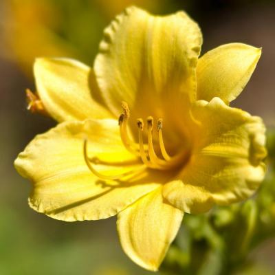 Classy Groundcovers - Hemerocallis 'Stella de Oro'  {25 Bare Root Plants}