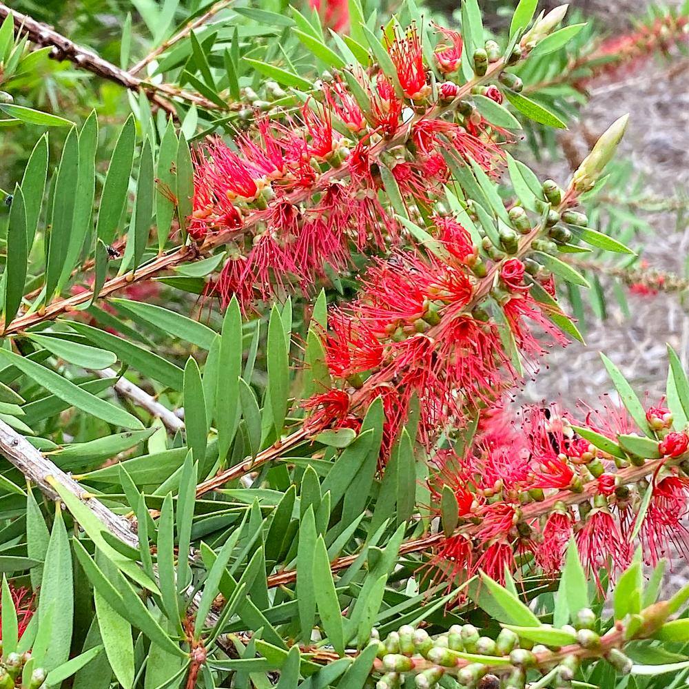 5 Gal. Red Flowering Bottlebrush Tree BOTRED05G
