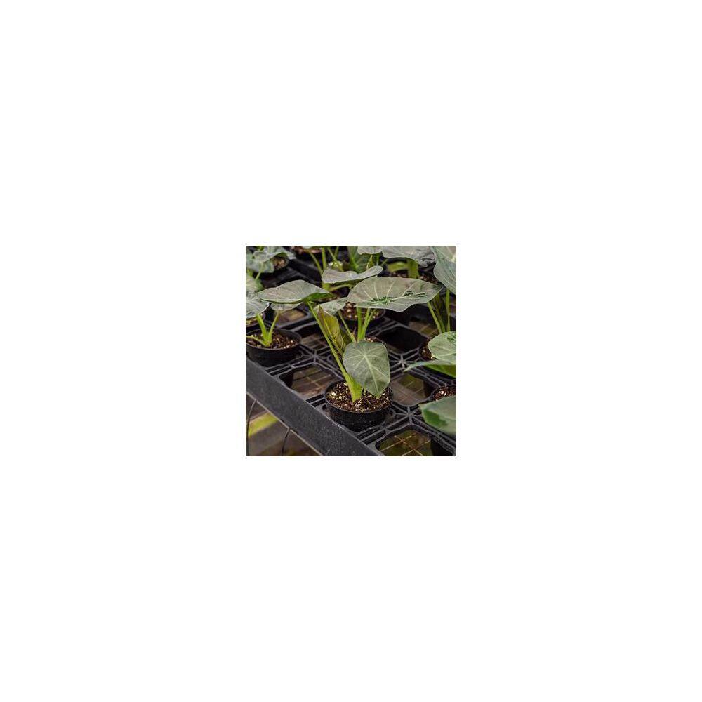 Wekiva Foliage Regal Shield Elephant Ear Alocasia - Live Plant in a 10 in. Pot - Alocasia 'Regal Shield' - Florist Quality E0-FJ2S-4925