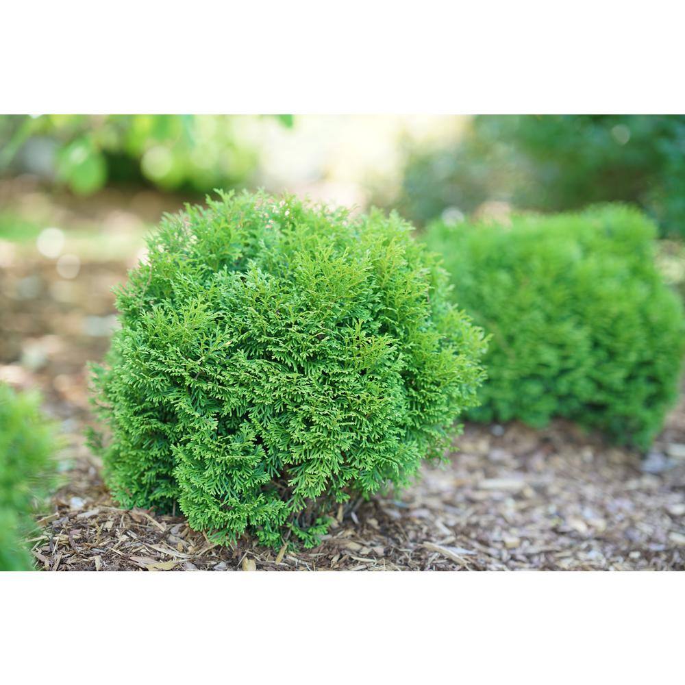 PROVEN WINNERS 2 Gal. North Pole Thuja Live Evergreen Shrub with Green Foliage 20880