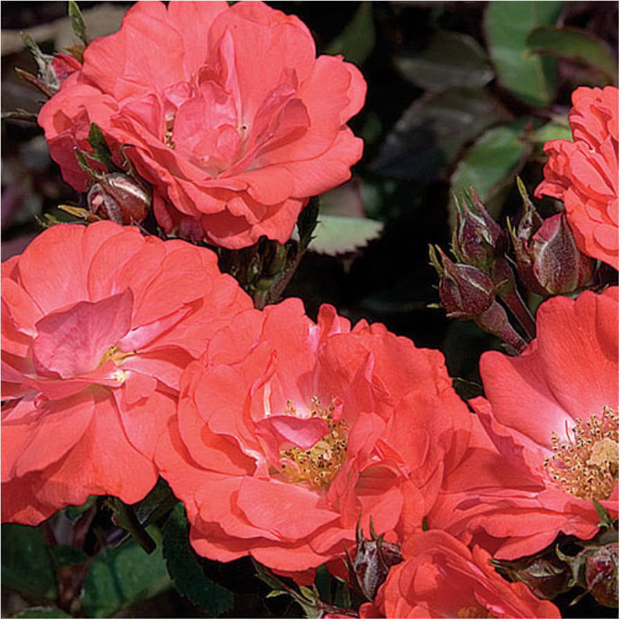 Coral Drift Rose (2 Gallon) Low-Growing Groundcover Deciduous Flowering Shrub - Full Sun Live Outdoor Plant